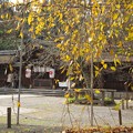 写真: 京都・平野神社（１）H28,11,17