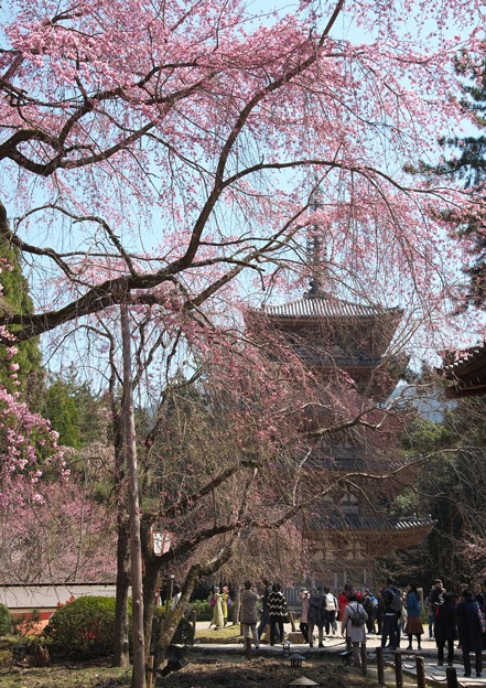 写真: 醍醐寺・伽藍（２）H29,4,3