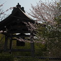 写真: 隠岐国分寺（２）鐘楼と若櫻