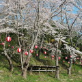 写真: プールの桜（１）