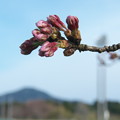 総合グランドの桜（１）