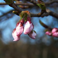 写真: 総合グランドの桜（２）
