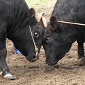 写真: 上西神社奉納牛突き（４）睨み合い