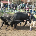 写真: 上西神社奉納牛突き（８）　突進をかわす