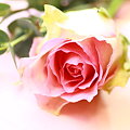 写真: 淡桃色の薔薇