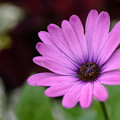 写真: コスモスに似た花