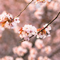 写真: 緑ヶ丘公園の桜 20200512_11
