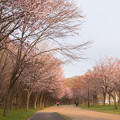 緑ヶ丘公園の桜 20200512_12