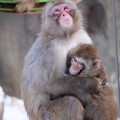 写真: 絆　旭山動物園