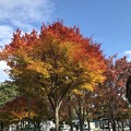 写真: 秋色