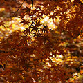 写真: 京都／東福寺の黄葉もみじ。11月末。