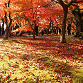 写真: 東福寺庭園は、モミジのジュータン。11月末。