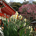 写真: 水仙も咲く、荏柄天神社。