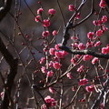 写真: 紅梅も咲いています201501