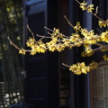 写真: 経蔵付近のマンサクの花20150131