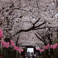 写真: 称名寺の桜参道２！20150329