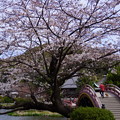 写真: 称名寺ｍ太鼓橋の桜！2015