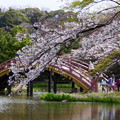 写真: 太鼓橋の桜！2015