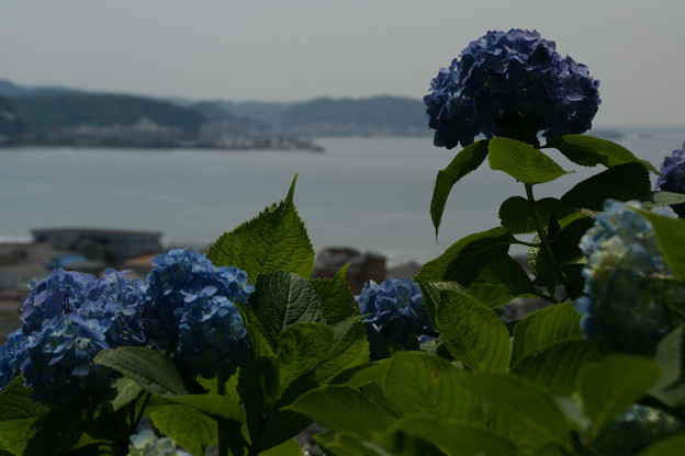 写真: 鎌倉の海と紫陽花0607