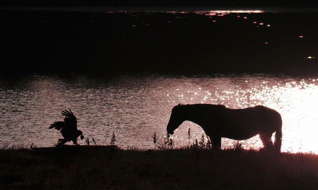 写真: 鳶と馬の遊び