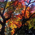 写真: 横浜公園の紅葉