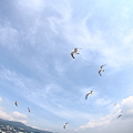 写真: Atami20110815