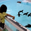 写真: ペンギンは葉っぱじゃ釣れません(笑)