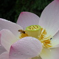 写真: 蓮に蜂