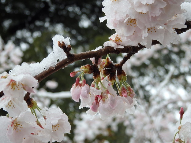 写真: 雪と桜
