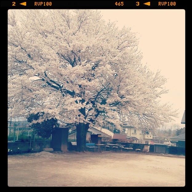 写真: 長坂あたりの桜