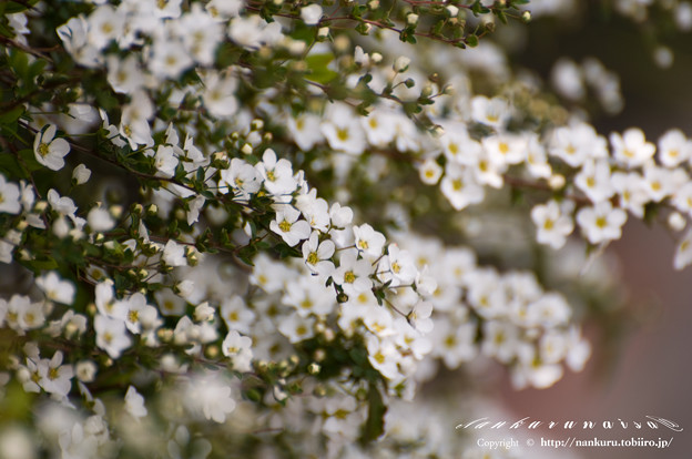 写真: 春の花達