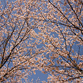 2011年　桜