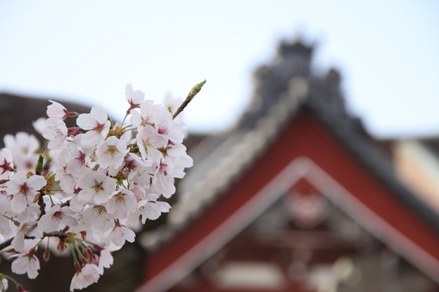 写真: 藻原寺と桜