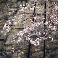 写真: 京都の桜　インクライン (2)