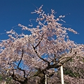 写真: 京都の桜　円山公園