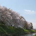 『飛鳥川の桜』奈良県磯城郡田原本町付近