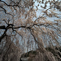 写真: 大野寺のしだれ桜