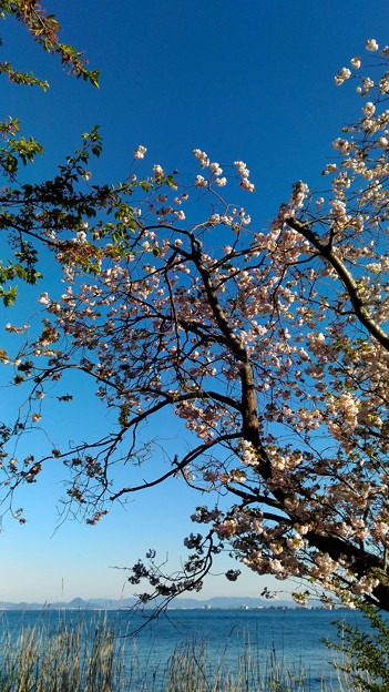 写真: 琵琶湖：近江富士と八重桜