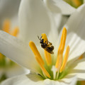 玉すだれ：花粉集めのミツバチ