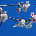 写真: 十月桜（冬桜）【蔵出し】