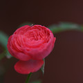 初冬の薔薇