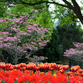 写真: 花水木とチューリップ