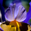 写真: 光るダッチアイリスの花ビラ