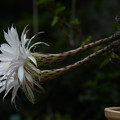 写真: サボテン：花盛丸の開花
