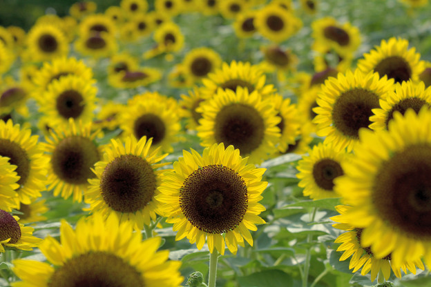 写真: Sunflower(1)