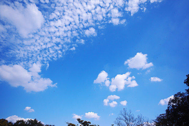 写真: 青空にアカトンボ