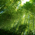 写真: 竹林の緑
