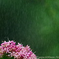 写真: 速報！雨のクサギ花