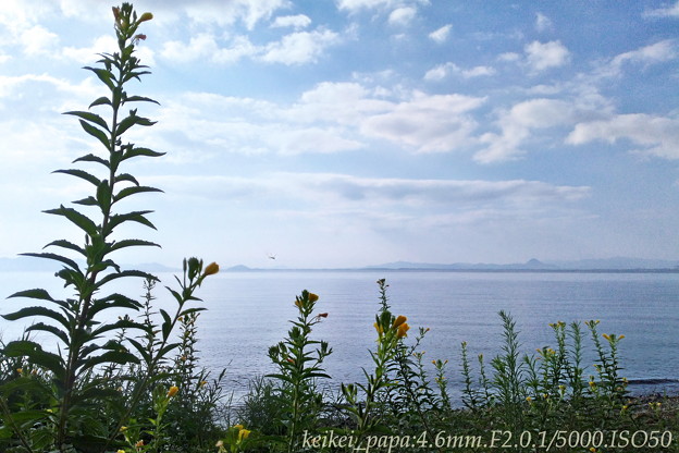写真: 琵琶湖とマツヨイグサ(スマホ撮り）