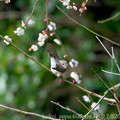 ニシオジロビタキ：白梅の枝で翼広げ